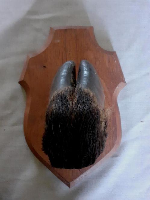 Poot van wild zwijn op eiken wandbord, Verzamelen, Dierenverzamelingen, Zo goed als nieuw, Ophalen of Verzenden