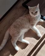 Creme Britse Korthaar, Kater