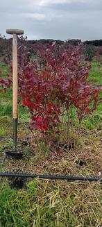 Blauwe bessen struiken - Opruiming! 7,50/stuk - 10 voor 65, Tuin en Terras, Planten | Struiken en Hagen, Ophalen, Overige soorten