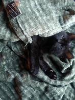 Zwarte kitten half Britse korthaar, Ophalen of Verzenden