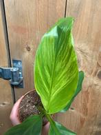 Musa basjoo variegata plant aurea yellow lemon mint, Huis en Inrichting, Ophalen of Verzenden, Halfschaduw, Minder dan 100 cm