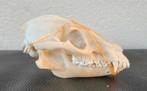 4x schedels Wasbeerhond taxidermie - skelet, geraamte, skull, Verzamelen, Dierenverzamelingen, Ophalen of Verzenden, Zo goed als nieuw