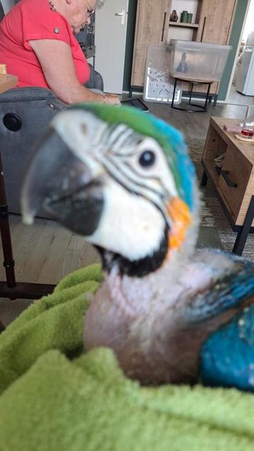 Blauw gele Ara  beschikbaar voor biedingen
