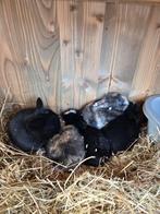 5 jonge konijnen, Dieren en Toebehoren, Konijnen, Meerdere dieren, Hangoor