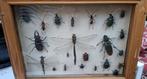 Verzameldoos met 20 kevers en andere insecten, Verzenden, Gebruikt, Insect, Opgezet dier