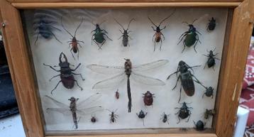 Verzameldoos met 20 kevers en andere insecten beschikbaar voor biedingen