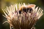 Moesdistel, inheemse plant, Tuin en Terras, Planten | Tuinplanten, Ophalen, Zomer, Volle zon
