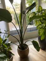 Kamerplant travelspalm XL zonder pot, Ophalen, Overige soorten, Minder dan 100 cm