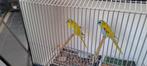 2 koppelsTurquoisine opaline Dulute, Dieren en Toebehoren, Vogels | Parkieten en Papegaaien, Meerdere dieren, Parkiet