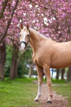 **Blikvanger** 3 jarige palomino E pony, Dieren en Toebehoren, Pony's, Ruin, 3 tot 6 jaar