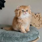 BKH/BLH kittens met stamboom, Dieren en Toebehoren, Katten en Kittens | Raskatten | Korthaar, Meerdere dieren, Gechipt, 0 tot 2 jaar