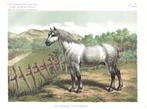 L'acclimatation Illustrée - Le Cheval Percheron Lithograph, Ophalen of Verzenden