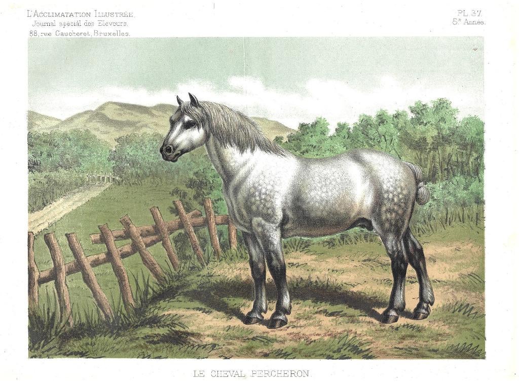L'acclimatation Illustrée - Le Cheval Percheron Lithograph, Antiek en Kunst, Kunst | Litho's en Zeefdrukken, Ophalen of Verzenden
