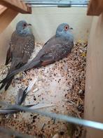 Diamantduifjes, Meerdere dieren