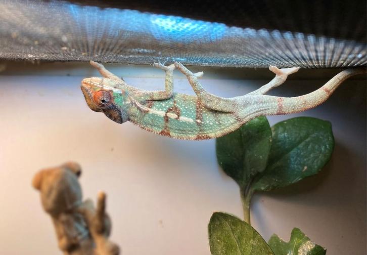 Furcifer Pardalis Nosy Mitsio Panter Kameleon