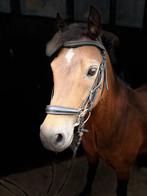Lieve knuffelpony, Dieren en Toebehoren, Paarden, Ruin, Recreatiepaard, Gechipt, 11 jaar of ouder