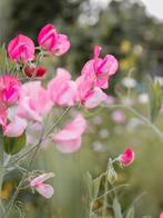 Roze eenjarige Lathyrus - bio zaden, Tuin en Terras, Bloembollen en Zaden, Ophalen of Verzenden, Voorjaar, Volle zon, Zaad