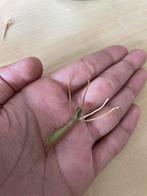 Fluweelphilodendron Stekje met Wortels, Huis en Inrichting, Kamerplanten, Overige soorten, Minder dan 100 cm, Groene kamerplant