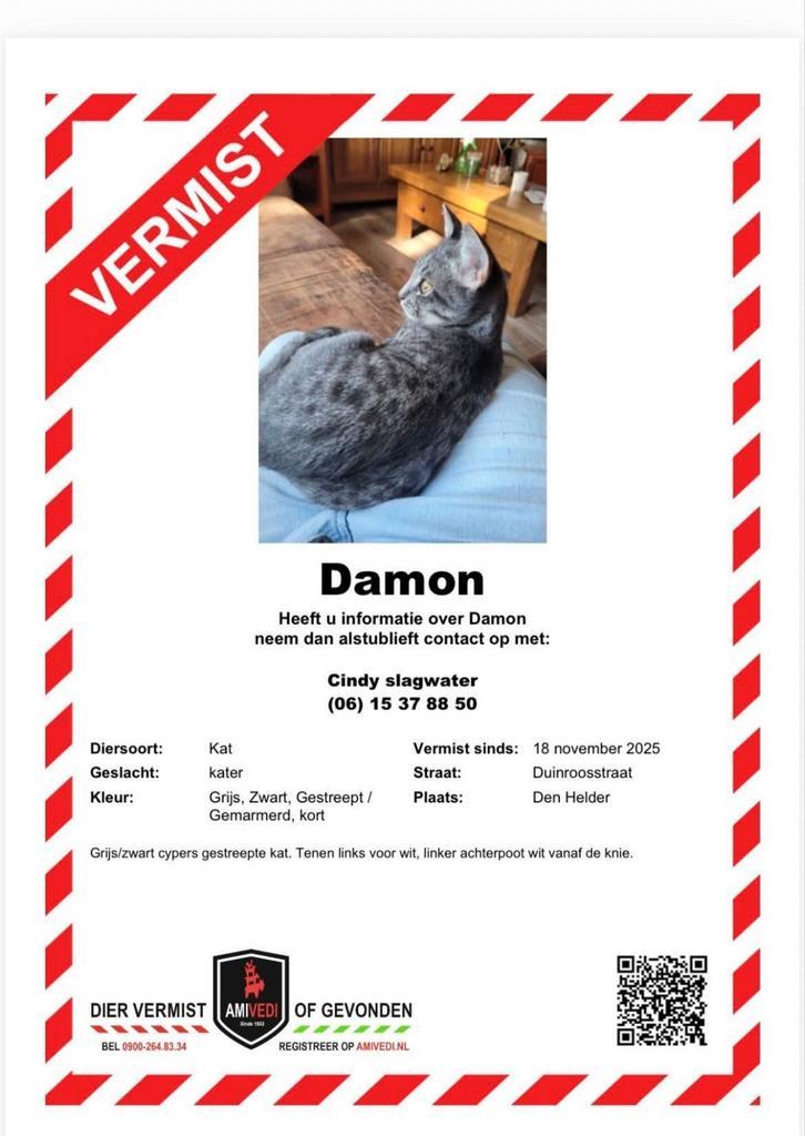 Vermist damon 7 mnd sins 18 november, Dieren en Toebehoren, Vermiste en Gevonden Dieren, Kat