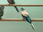 Bourke opaline man uit blauw selectie ,25, Dieren en Toebehoren, Vogels | Parkieten en Papegaaien, Mannelijk, Parkiet, Geringd