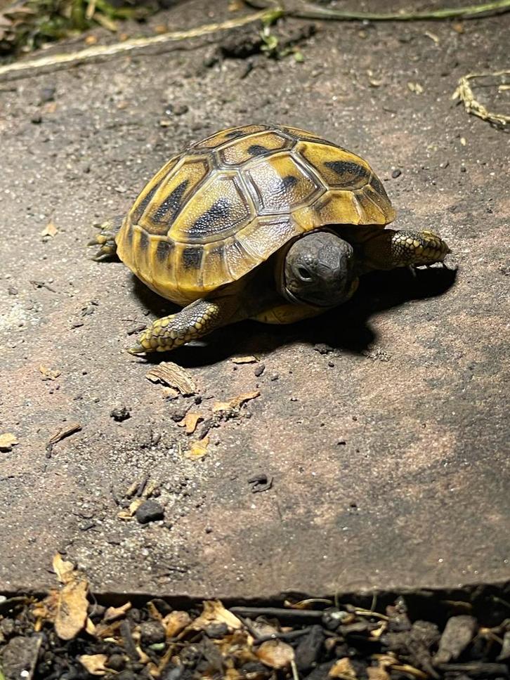 Nakweek 2025 griekse landschildpad, Dieren en Toebehoren, Reptielen en Amfibieën, Schildpad, 0 tot 2 jaar