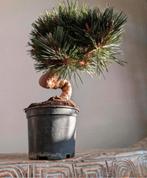 Pinus Thunbergii Senjyumaru pre Bonsai 15 jaar, Tuin en Terras, Planten | Bomen, Bloeit niet, Halfschaduw, Minder dan 100 cm, Overige soorten
