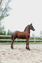 Fries hengstenveulen 0.00 inteelt Kanne x Wimer, Dieren en Toebehoren, Paarden, Gechipt, Niet van toepassing, Dressuurpaard, 0 tot 2 jaar