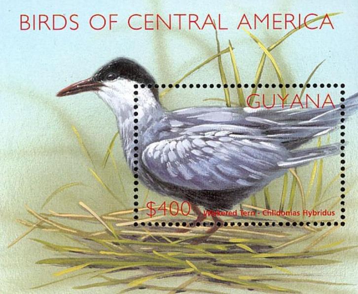 GUYANA 7 - Dieren: vogels (witwangstern), Postzegels en Munten, Postzegels | Thematische zegels, Postfris, Dier of Natuur, Ophalen of Verzenden