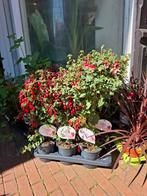 Fuchsia, Tuin en Terras, Overige soorten, Eenjarig, Ophalen of Verzenden, Halfschaduw