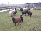 Ouessant schapen | Diverse kleuren | Passend advies, Dieren en Toebehoren, Vrouwelijk, Schaap, 0 tot 2 jaar