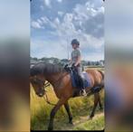 lease/bijrijd paard gezocht/bijrijder aangeboden!, Ophalen of Verzenden, Nieuw