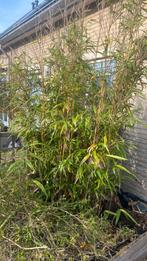 Mooie gezonde bamboe GRATIS, Tuin en Terras, Ophalen of Verzenden, Bamboe, 250 cm of meer