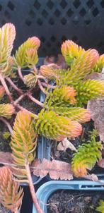 Sedem soorten vaste planten 1 euro per stuk, Ophalen of Verzenden, Overige soorten, Volle zon