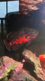 Te koop Pauwoogcychlide “Oscar”, Dieren en Toebehoren, Vis