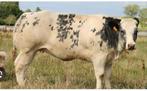Gevraagd weide koeien ibr en lebto vrij, Dieren en Toebehoren, Schapen, Geiten en Varkens, Vrouwelijk, Geit
