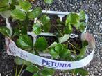 aardbeien plantjes, Tuin en Terras, Planten | Tuinplanten, Volle zon, Vaste plant, Ophalen of Verzenden, Zomer
