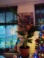 Strelizia plant, Ophalen of Verzenden, Halfschaduw, Minder dan 100 cm