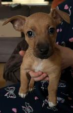 VOOR DE KERSTDAGEN MAG DEZE PRACHTIGE JACK RUSSEL TEEFJE MEE, Dieren en Toebehoren, Honden | Niet-rashonden, CDV (hondenziekte)