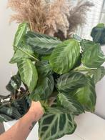 Maranta silver band, Huis en Inrichting, Kamerplanten, Ophalen, Overige soorten, Minder dan 100 cm