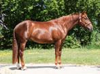 Topbrave  Quarter paint ruin, Dieren en Toebehoren, Ruin, Gechipt, 3 tot 6 jaar