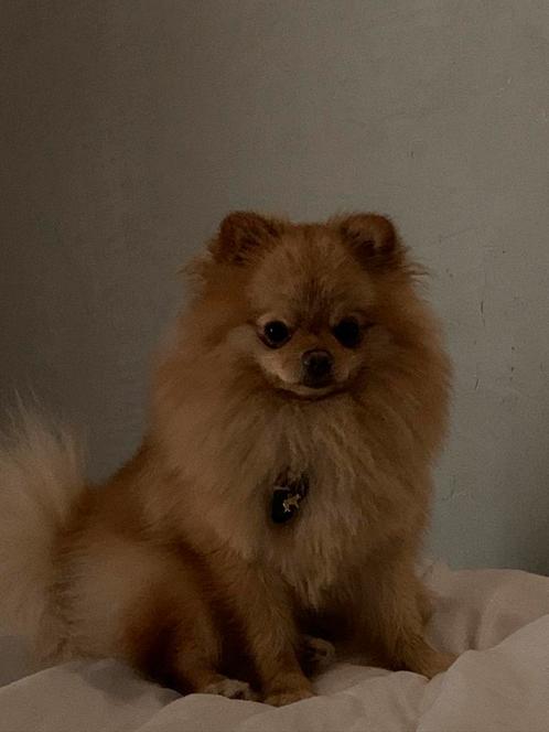 Pomeriaan dekreu ( niet te koop), Dieren en Toebehoren, Honden | Poolhonden, Keeshonden en Oertypen, Reu, Overige rassen, Particulier