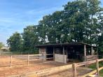 Stalling te huur op basis van  vol pension, Dieren en Toebehoren, Stalling en Weidegang, Weidegang, 1 paard of pony