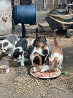 Kleine boerderij poesjes, Dieren en Toebehoren, Geslacht onbekend, Kortharig, 0 tot 2 jaar