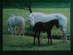 (710) Dierenkaart: PAARDEN, Verzamelen, Ansichtkaarten | Dieren, Verzenden, Ongelopen, Paard