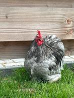 Cochin kriel haan, Dieren en Toebehoren, Pluimvee, Mannelijk, Kip