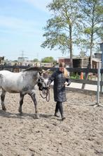 Ponykamp!, Ophalen of Verzenden, Nieuw, Overige soorten