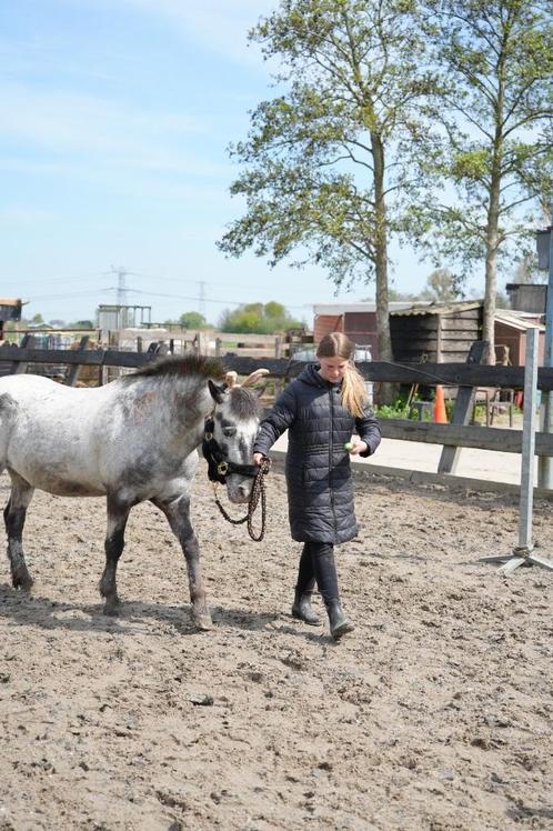 Ponykamp!, Dieren en Toebehoren, Paarden en Pony's | Overige Paardenspullen, Nieuw, Overige soorten, Ophalen of Verzenden