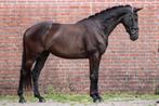 Zeer brave talentvolle merrie!, Dieren en Toebehoren, Paarden, Merrie, 3 tot 6 jaar