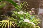 Kamerpalm kamer palm palmpje kamerpalmpje, vlinderboom, Ophalen of Verzenden, Gehele jaar, Volle zon, Knol