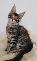 Prachtige maine coon kittens met stamboom!, Meerdere dieren, Gechipt, 0 tot 2 jaar